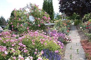 Rosenbeet in rosa - Foto: Ute Maria Meiser