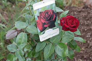 Rose "Ingrid Bergmann"- Foto: Ute Maria Meiser