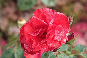 Rote Rose - Foto: Ute Maria Meiser