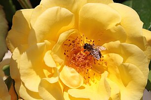 Offene Rose mit Insekt - Foto: Ute Maria Meiser