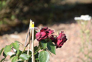 Rose "Ingrid Bergmann"- Foto: Ute Maria Meiser