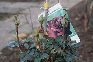 Rose "Ingrid Bergmann"- Foto: Ute Maria Meiser