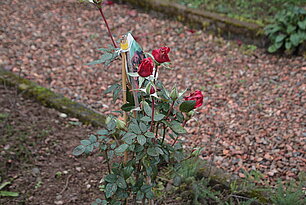 Rose "Ingrid Bergmann"- Foto: Ute Maria Meiser