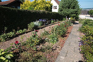 Rose "Ingrid Bergmann"- Foto: Ute Maria Meiser