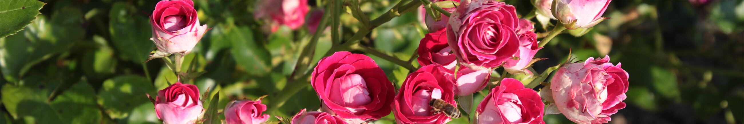 Rosen - Foto: Ute Maria Meiser