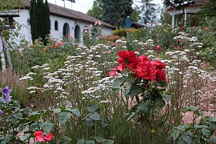 Rote Rosen mit Beikräutern - Foto: Ute Maria Meiser