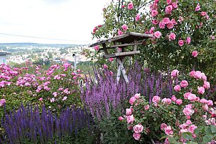 Rosen, Salbei und Futterhaus - Foto: Ute Maria Meiser