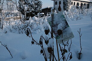 Rose "Ingrid Bergmann"- Foto: Ute Maria Meiser