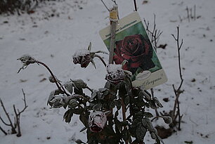 Rose "Ingrid Bergmann"- Foto: Ute Maria Meiser