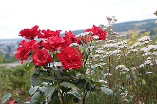 Rosen mit Schafgarbe - Foto: Ute Maria Meiser